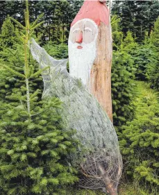  ?? FOTO: FRANK MOLTER/DPA ?? Der Weihnachts­baum wird immer früher für die weihnachtl­iche Stube besorgt, oft schon am zweiten oder dritten Advent.