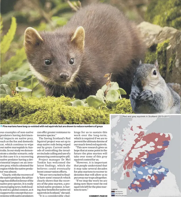  ??  ?? 0 Pine martens have long co-existed with red squirrels but are shown to reduce numbers of greys