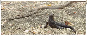  ??  ?? Nail-biting scene: The iguana makes a desperate bid for safety as it outruns a snake. Right: David Attenborou­gh