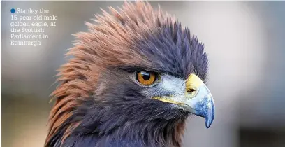  ?? ?? ●●Stanley the 15-year-old male golden eagle, at the Scottish Parliament in Edinburgh