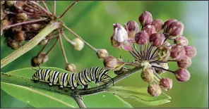  ?? Special to The Washington Post/ANURAG AGRAWAL ?? In his new book, Monarchs and Milkweed, Anurag Agrawal explains how monarch caterpilla­rs can eat the toxins in milkweed and become poisonous to most predators without harming themselves.