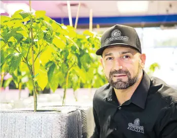  ?? FRANCIS GEORGIAN ?? Justin Cooper of Pacific Northwest Garden Supply sells all the equipment needed to grow cannabis. With legalizati­on, every household can grow four plants.