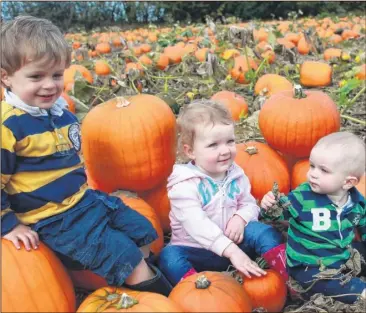  ??  ?? Pick Your Own Pumpkin - but which one?