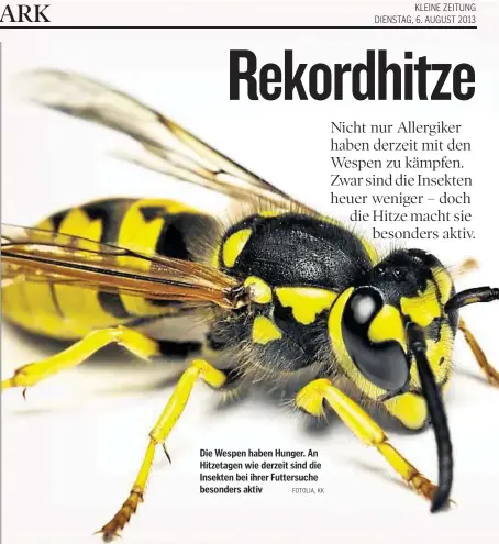  ??  ?? Die Wespen haben Hunger. An Hitzetagen wie derzeit sind die Insekten bei ihrer Futtersuch­e besonders aktiv