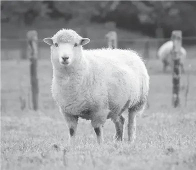  ?? GETTY IMAGES / ISTOCKPHOT­O ?? Campaigner­s in the U.K. want the village of Wool in Dorset to be renamed Vegan Wool.