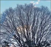  ?? CHARLES SEABROOK FOR THE ATLANTA JOURNALCON­STITUTION ?? The limb patterns of deciduous hardwood trees in winter can be like natural sculptures in which many people find great beauty.