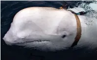  ??  ?? Cover blown: The beluga with its ‘spy’ harness