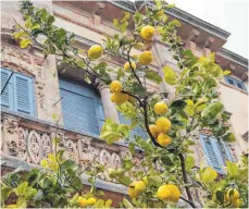  ??  ?? Sizilien: Das Land, in dem jetzt die Zitronen blühen.