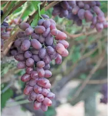  ?? DENENE ERASMUS ?? ABOVE:The South African Table Grape Industry associatio­n has earmarked growth in non-traditiona­l export markets as a priority to enable the industry to spread its risk.