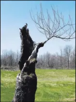  ??  ?? A damaged apple tree from Robert Frost's orchard sprouts new growth.