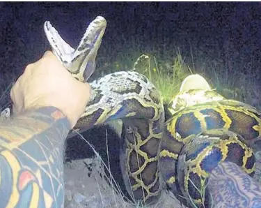  ?? SOUTH FLORIDA WATER MANAGEMENT DISTRICT/COURTESY ?? The python, caught by hunter Brian Hargrove, was the 1,000th snake killed as part of the python eliminatio­n program started by the South Florida Water Management District 15 months ago.