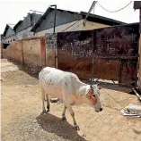  ?? REUTERS ?? State laws in India banning the slaughter of cattle have stoked violence by Hindu vigilante groups, which have attacked Muslims and others on suspicion of smuggling cattle or possessing beef.