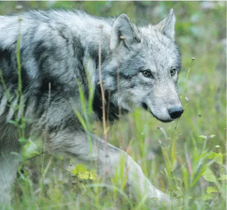  ?? — MIKE DREW/POSTMEDIA NEWS FILES ?? Banff and Jasper national parks face constant pressure from wolves looking to dine at campsites. Parks Canada is vigilant to ensure the animals are reminded they’re unwelcome.