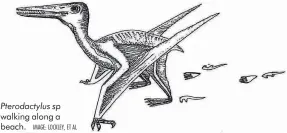  ?? IMAGE: LOCKLEY, ET AL ?? Pterodacty­lus sp