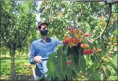  ?? WASEEM ANDRABI/HT PHOTO ?? A farmworker plucking cherries in Ganderbal area of Kashmir.