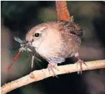  ??  ?? Wrens photograph­ed by Ken Hayes (left) and Alan Price (right)