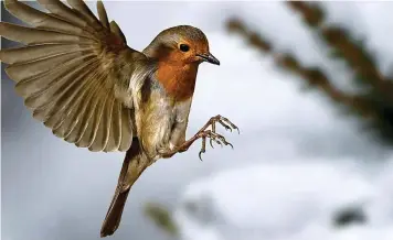  ??  ?? VIP guests: A nature-friendly garden with a nesting site will attract robins