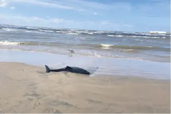  ?? BILD: LÄSARBILD ?? Bild från Östra stranden där ett dött marint däggdjur, troligtvis en tumlare, spolats upp.