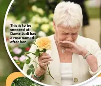  ??  ?? This is to be sneezed at: Dame Judi has a rose named after her.