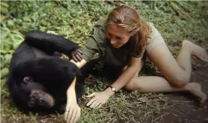  ?? Photo courtesy of TIFF ?? Jane Goodall in “Jane,” an upcoming documentar­y by Brett Morgen.