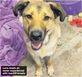  ??  ?? Luna needs an owner experience­d with mastiff breeds