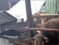  ??  ?? A lucky escape at the farm of Robin Bailey in Kilmuckrid­ge where a shed roof collapsed.