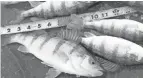  ?? PAUL A. SMITH/MILWAUKEE JOURNAL SENTINEL ?? A 10-fish limit goes into effect May 1 for yellow perch between Huron and Fairport Harbor, a highly populated, 82-mile stretch of shoreline.