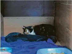  ?? ?? Auch die Tiere sind traumatisi­ert: Diese Katze sucht Schutz im hintersten Winkel ih‐ rer Box in der Auffangsta­tion.