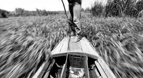  ?? AP ?? In this April 12, 2015 file photo, Sayed Ahmed Abdoh poles his boat to check his fish traps in the Nile River, near Abu al-Nasr village, about 770 kilometres south of Cairo, Egypt.