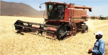  ?? — Picture: Kudakwashe Hunda ?? Harvesting of wheat in progress at Kunatsa Estate in Matepatepa, Bindura recently. Good harvests will reduce the burden of importing wheat and help the country save foreign currency.