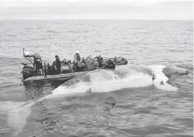  ?? DEPARTMENT OF FISHERIES AND OCEANS / THE CANADIAN PRESS ?? Marine researcher­s investigat­e the death of a right whale in the Gulf of St. Lawrence. A bill calling for a study into a series of whale deaths is expected to be debated Monday.