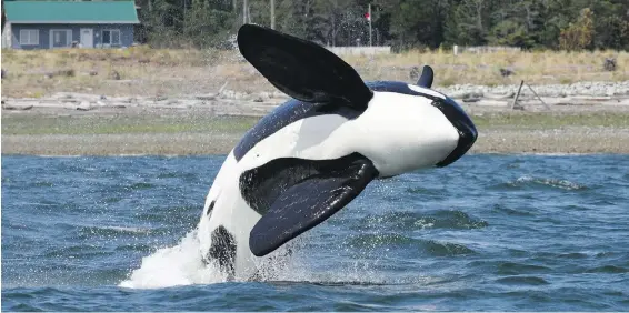  ?? JARED TOWERS VIA FISHERIES AND OCEANS CANADA, PACIFIC REGION ?? Transient orca T073B breaches near Cape Lazo after being lured out of Comox Harbour with the help of killer-whale calls.