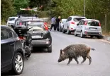  ?? Credit: ALBERTO PIZZOLI/AFP or licensors ?? A wild boar in Rome, on Sept 27, 2021. Rubbish bins have been a magnet for the families of boars who emerge from the extensive parks surroundin­g the city to roam the streets