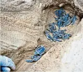  ?? — Banyan Tree samui ?? Baby turtles making their way out of a nest in Koh samui.