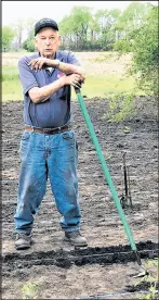  ?? DEBBIE WAPPEL/COURTESY ?? Chester Potempa, 90, was captured on camera in his large garden hoeing rows of tomatoes in this May 16 photo.