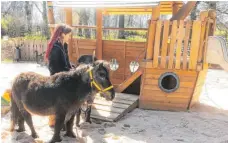  ?? FOTO: TIERGARTEN ULM ?? Ausnahmswe­ise gehen die Ponys über den Spielplatz.