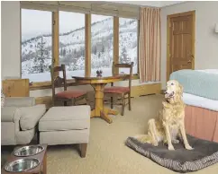  ?? RIC STOVALL / VAIL RESORTS ?? Pines Lodge in Colorado rents GoPro cameras withpet harnesses for romps on dog-friendly trails.