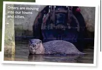  ??  ?? Otters are moving into our towns and cities.