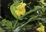  ?? LEE REICH VIA AP ?? Pale touch-me-not flowers are seen in New Paltz, N.Y. Related to cultivated impatiens, pale touch-me-not is considered be some people to be a weed, by others to be a wildflower.