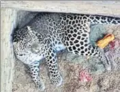  ?? HT PHOTO ?? The leopard at Kang village of Tarn Taran on Monday.