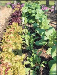  ?? Lee Reich / AP ?? Frost is no problem for cold-hardy vegetables such as lettuce and Chinese cabbage, which thrive in cold weather.