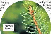  ??  ?? Norway Spruce