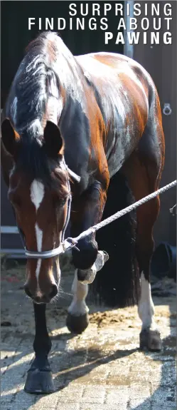  ??  ?? SEEKING RELIEF? New research suggests that horses may paw because they are uncomforta­ble rather than bored.