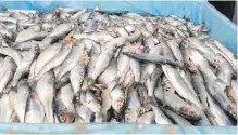  ??  ?? Researcher­s are concerned about declines in numbers of many foragefish species, including Pacific herring, above.
