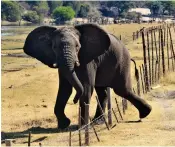  ?? ?? JUMBO TROUBLE: Elephants are responsibl­e for the damage on the fence at sewage ponds