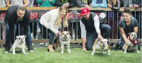  ?? ARLEN REDEKOP ?? Owners hold back their bulldogs before the start of the “running of the bulls” race Sunday in Yaletown.