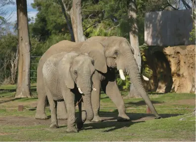  ?? GARY KAZANJIAN/AP ?? Mabu, right, a 32-year-old male African elephant, walks with a female companion in an open roaming area reserved for the animals in January at the Fresno Chaffee Zoo in Fresno, California.