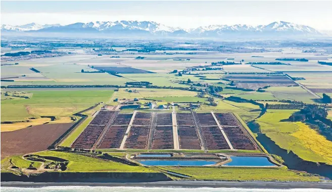  ??  ?? Eyes on exports: Anzco’s feedlot at Wakanui, mid-Canterbury, where thousands of angus steers are raised for the Japanese market.