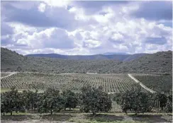  ??  ?? The citrus farm owned by Khaya Katoo in Hankey relies on the Kouga Dam — which is at just 4.59% of capacity.