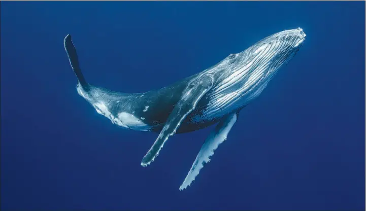  ?? KARIM ILIYA / THE NEW YORK TIMES ?? The means by which some whales — like this humpback whale swimming in the South Pacific — make their calls has remained a mystery, though a new study in the journal Nature puts forth a new explanatio­n, discovered thanks to a contraptio­n that forced air through the voice boxes of three dead whales.